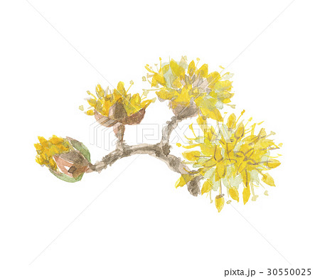 サンシュユ 花 サンシュユ 花 30550025