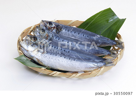 イワシ　いわし　鰯　 30550097