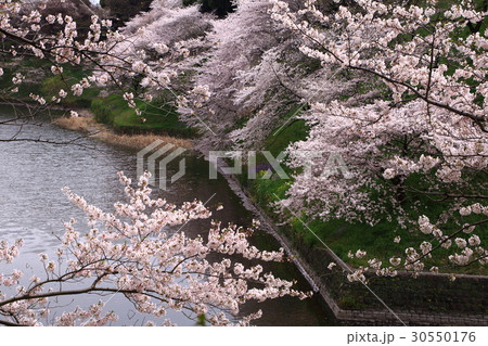 千鳥ヶ淵の桜 千鳥ヶ淵の桜 30550176