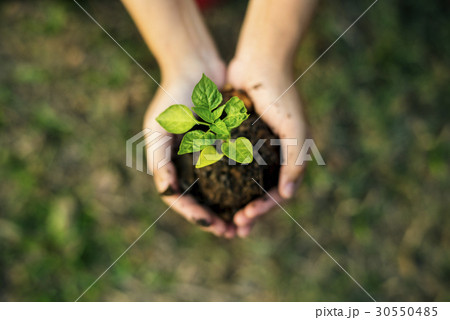 Hand holding sprout for growing nature 30550485