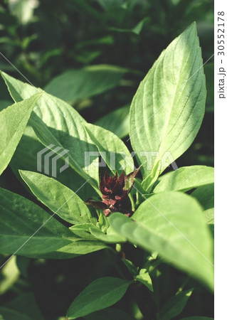 Basil plant Basil plant 30552178