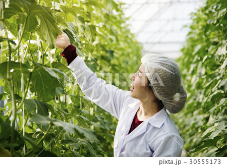 Woman Wearing Gown in Glasshouse Study Plants Woman Wearing Gown in Glasshouse Study Plants 30555173