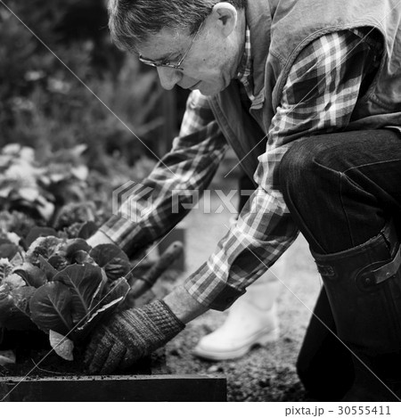 Senior adult picking vegetable from backyard garden 30555411