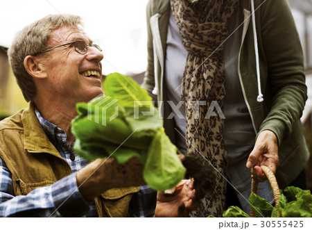 Senior adult couple picking vegetable from backyard garden 30555425
