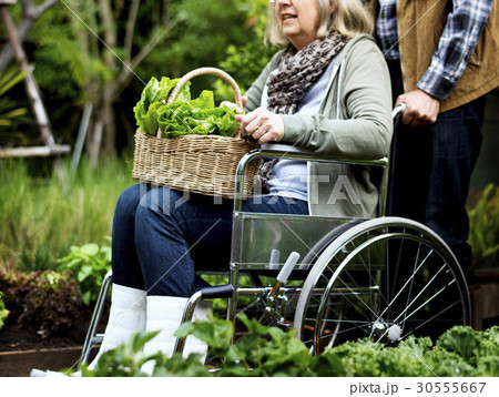 Senior adult couple picking vegetable from backyard garden 30555667