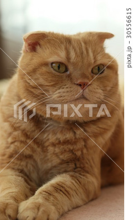 大きな猫の顔 大きな猫の顔 30556615