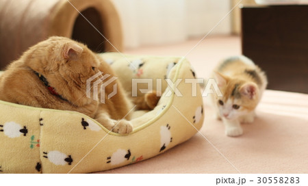 忍び寄る子猫 忍び寄る子猫 30558283