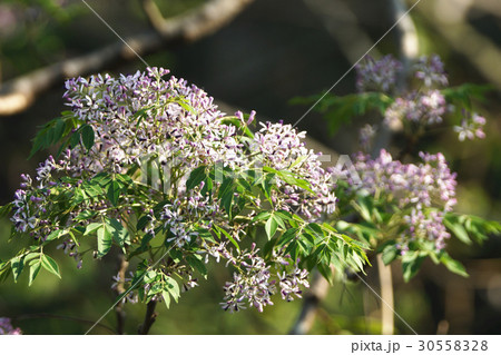 センダン科 植物 工場 30558328