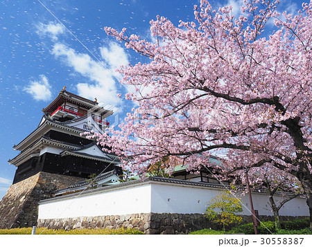 4月愛知　清州城　天守閣　桜 30558387