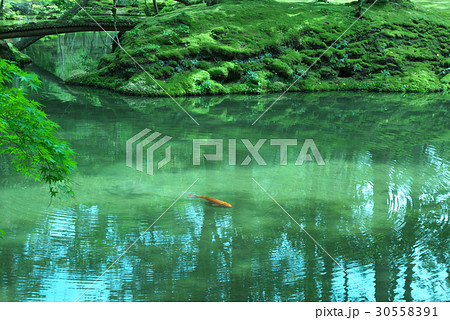 苔寺の池で泳ぐ鯉 30558391