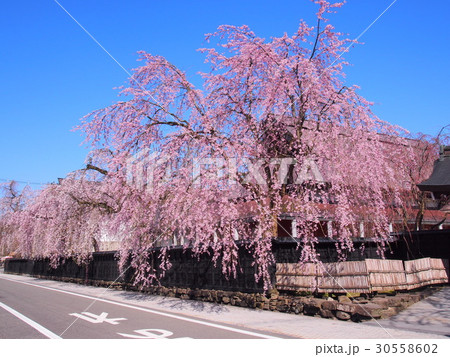 角館 武家屋敷 桜 満開 30558602