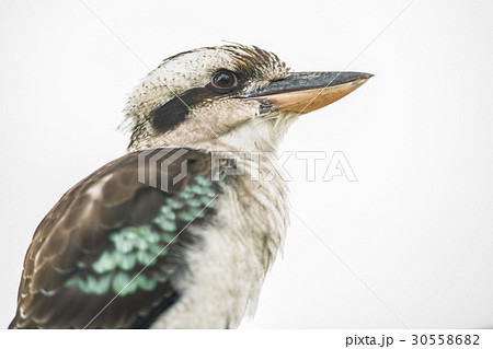 Kookaburra gracefully resting during the day. Kookaburra gracefully resting during the day. 30558682