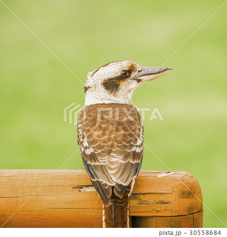 Kookaburra gracefully resting during the day 30558684