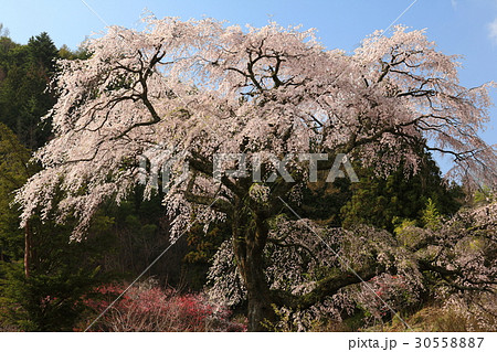 黒船桜 黒船桜 30558887