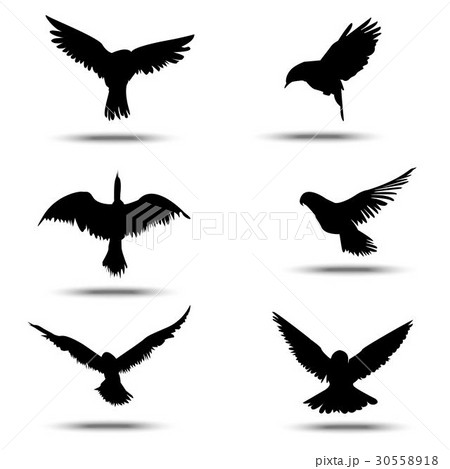 sihouette birds on isolated white background sihouette birds on isolated white background 30558918