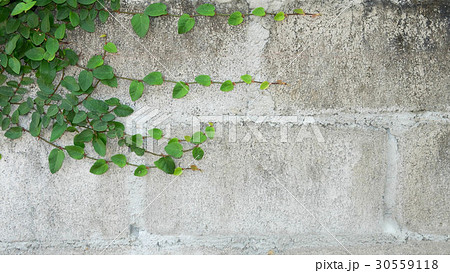 Climbing plant on concrete wall 30559118