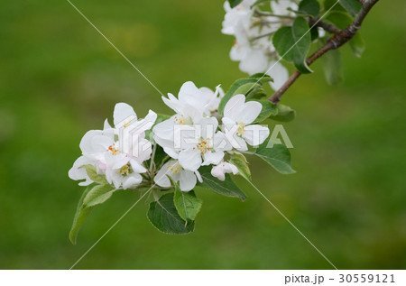 りんご　リンゴの花　林檎　春　農業　弘前　青森 30559121
