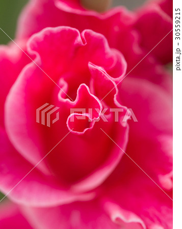 Gladiolus petals macro abstract. Gladiolus petals macro abstract. 30559215