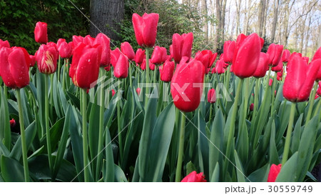 景色 風景 植物 30559749