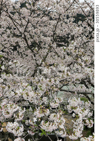 公園の桜 公園の桜 30559893