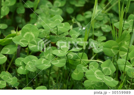 植物 工場 プランツ 30559989