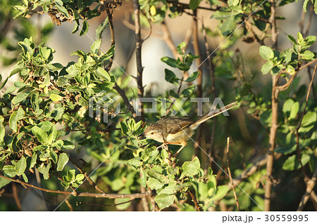 鳥綱 青灰色 山の鳥 30559995