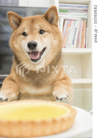 チーズケーキと柴犬の写真素材