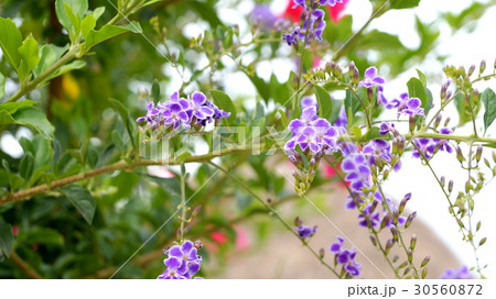 タイワンレンギョウの花 30560872
