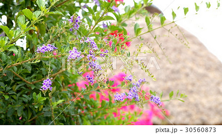 タイワンレンギョウの花 30560873