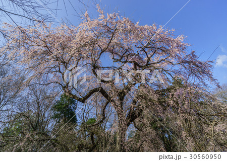 春の福星寺の風景 30560950
