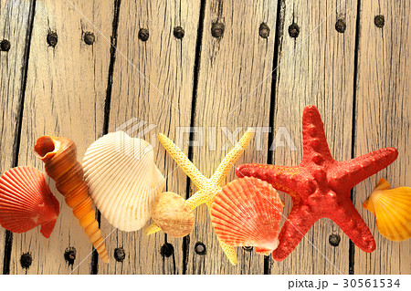 Collection of sea shells and stars 30561534