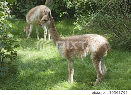Young guanaco 30561795