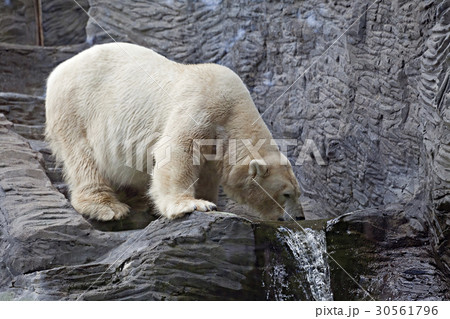 Polar bear Polar bear 30561796