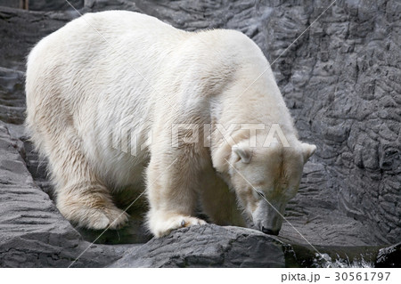 Polar bear Polar bear 30561797