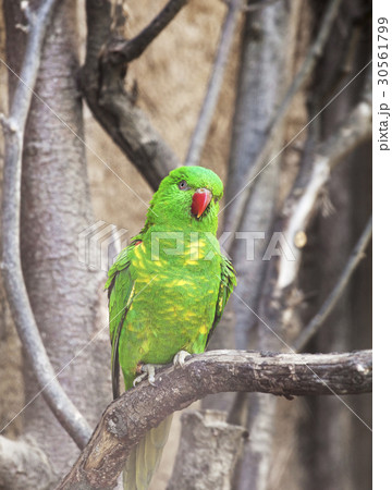 Scaly-breasted lorikeet 30561799