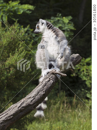 Lemur 30561800