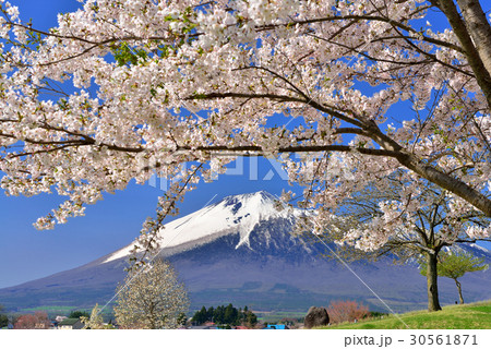 岩手の桜 30561871