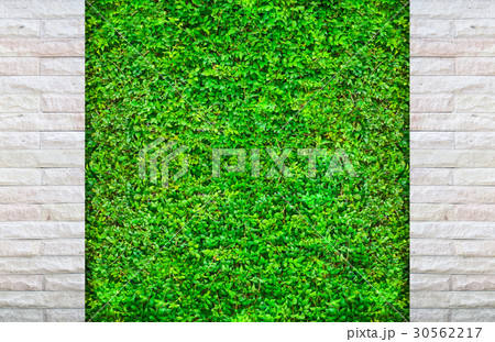 fresh green small plants and brick background  30562217
