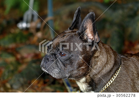 愛犬:ダニに、ご注意 愛犬:ダニに、ご注意 30562278