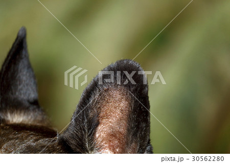 愛犬：ダニに、ご注意 30562280