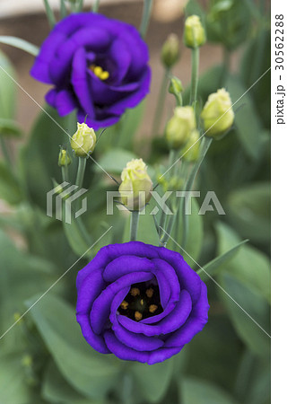 トルコキキョウ001 トルコキキョウ001 30562288