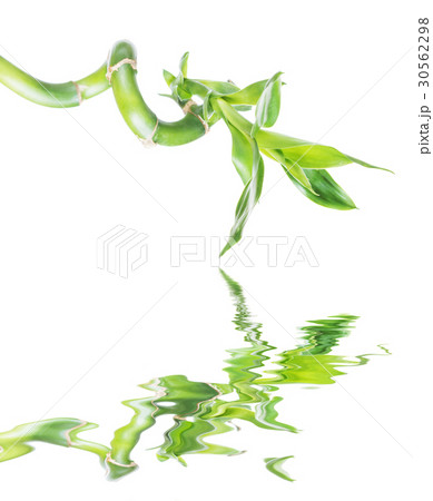 Lucky Bamboo reflected in a water 30562298