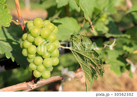 grapes with green leaves on the vine 30562302