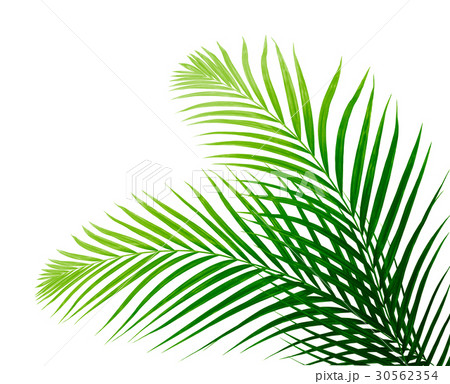 Green leaf of palm tree on white background 30562354