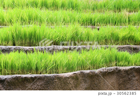 Jasmine rice layer field 30562385