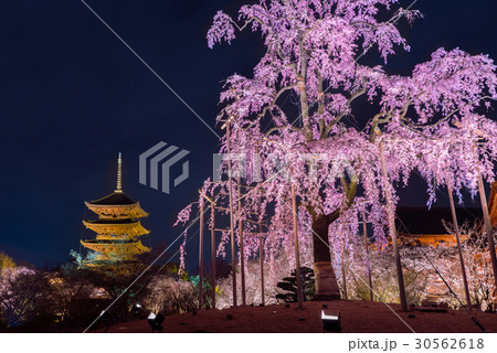 京都 東寺 不二桜 夜景 京都 東寺 不二桜 夜景 30562618
