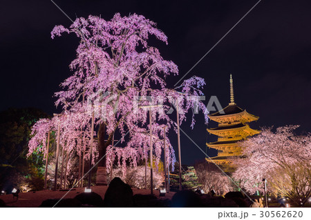 京都 東寺 不二桜 夜景 京都 東寺 不二桜 夜景 30562620