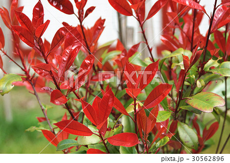 植物 工場 プランツ 30562896