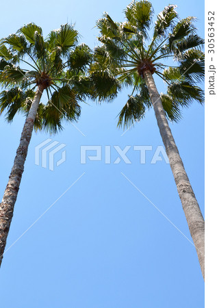 ヤシの木 ヤシの木 30563452
