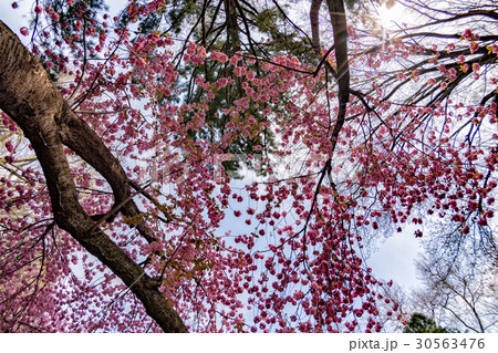 central park new york cherry blossom central park new york cherry blossom 30563476